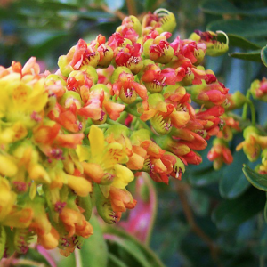De Zuid-Amerikaanse taraboom. De zaden van deze boom vormen een van de twee natuurlijke bestanddelen van Homeostatine